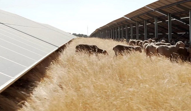 Iberdrola busca financiamento da UE para fábrica de montagem de módulos fotovoltaicos de 1,6 GW na Espanha